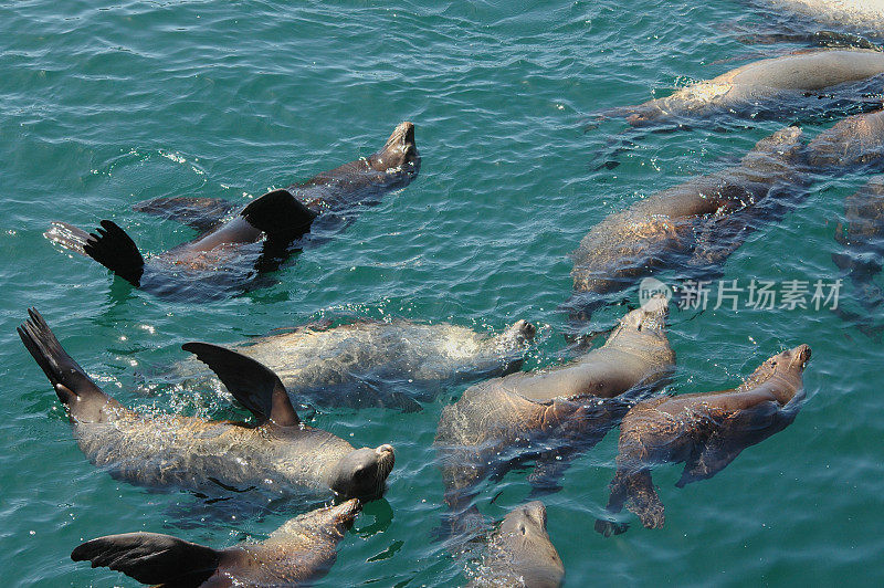 睡着的海狮，Zalophus californianus